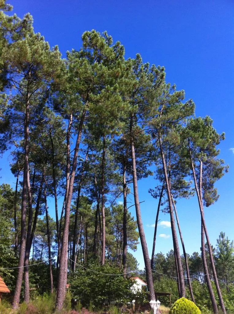 Domaine des Grands Pins