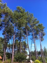 Foto #13 van Domaine des Grands Pins