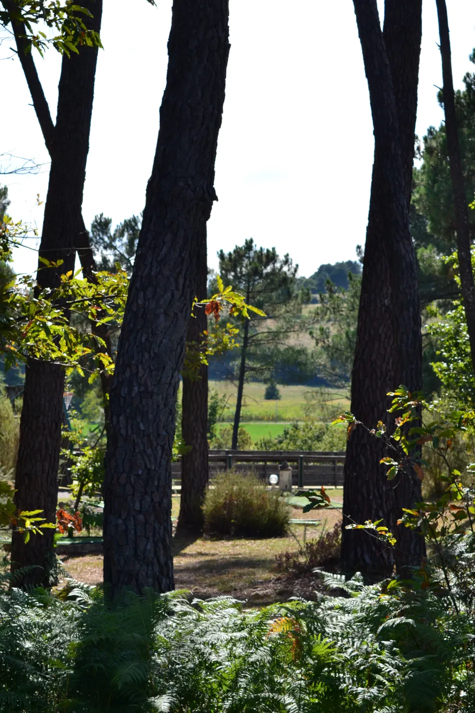 Domaine des Grands Pins