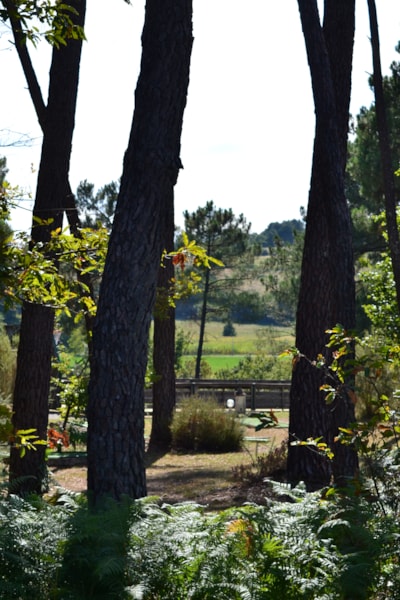 Domaine des Grands Pins