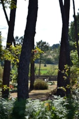 Foto #6 van Domaine des Grands Pins
