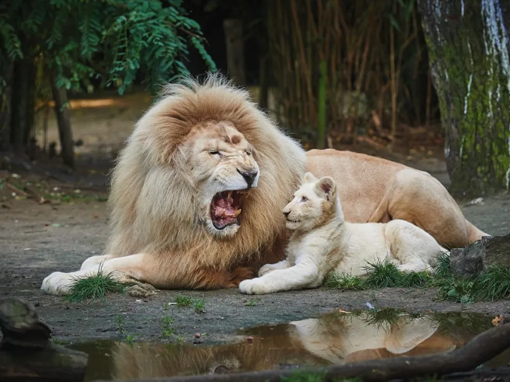 Camping du Lion d'Angers