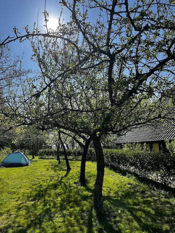 Emplacement - Emplacement: Tente - Natuurkampeerterrein Laaghalerveld