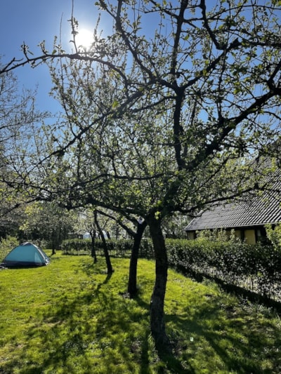Pitch: tent