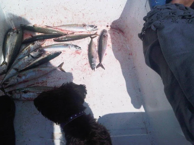 Rosenvold Strand Camping - image n°30 - UniversalBooking