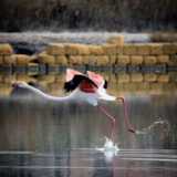 Foto #27 van LILYBEO VILLAGE   Camping&Residence