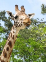 Foto #22 van Camping les Floralies