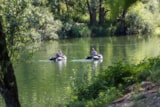 Foto #14 van Camping de l’Ile