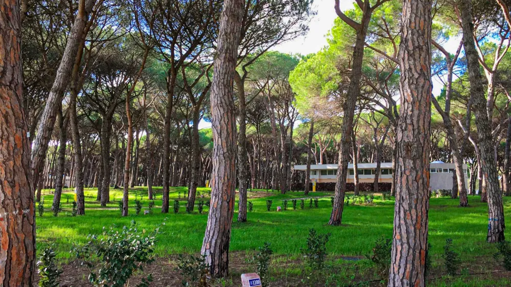 Pitch - Pitch Pineta Platz - Baia Holiday Roma Capitol