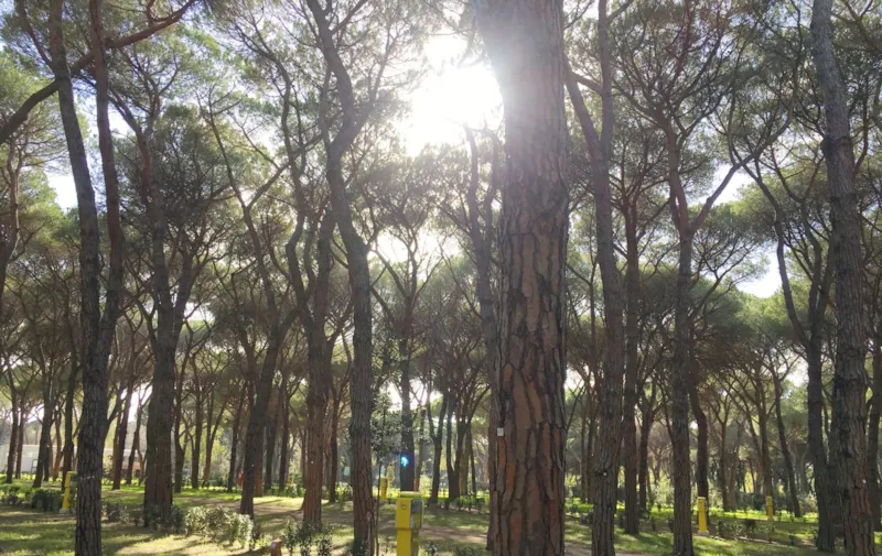 Emplacement Pineta Platz