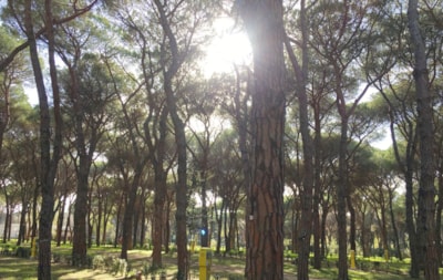 Pitch Pineta Platz — 2
