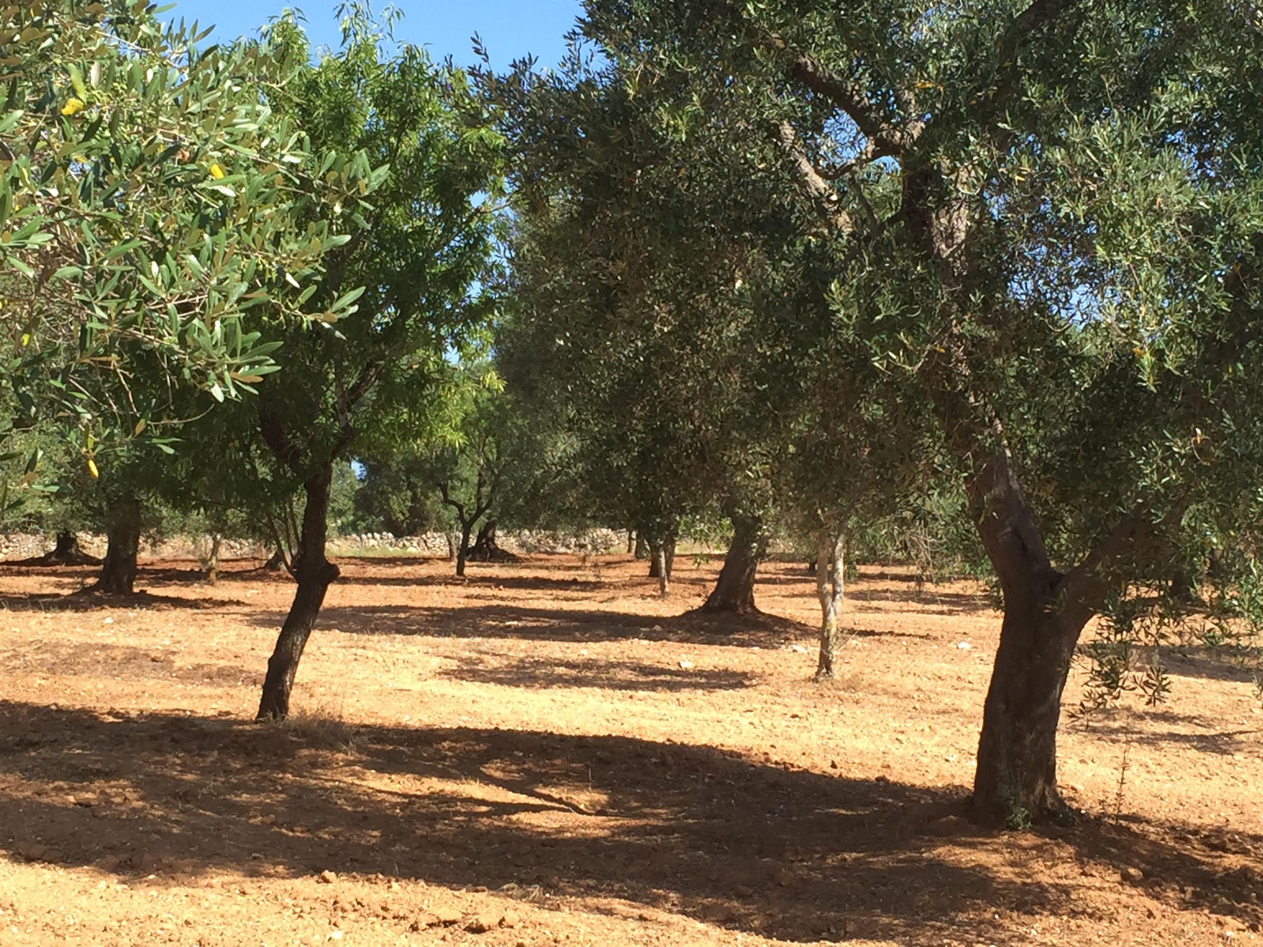 Resort Naturista Grottamiranda — Photo 1