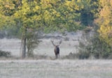Foto #32 van Lodges de Blois-Chambord