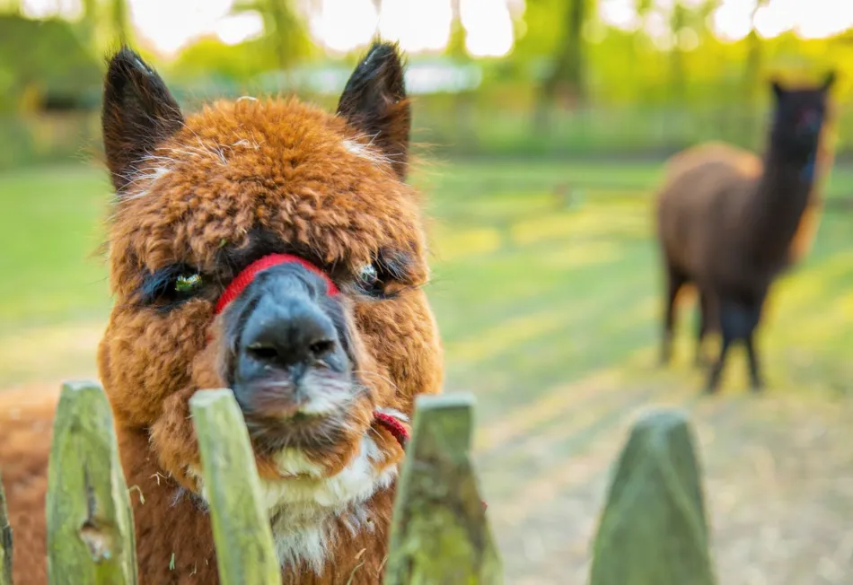 Buytenplaets Suydersee