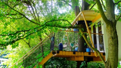 Cabin in the trees Family — 2