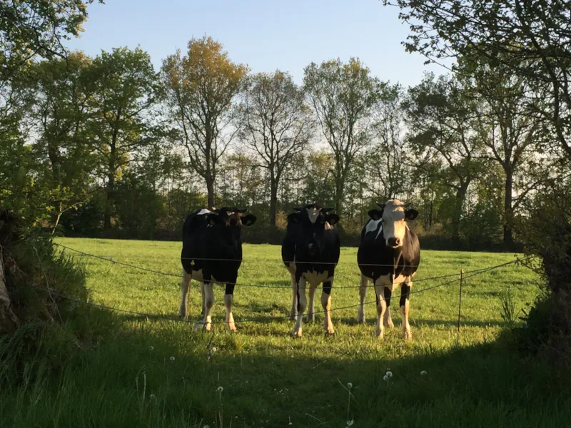 Emplacement + Électricité