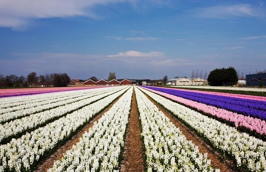 Camping Vogelenzang - image n°15 - UniversalBooking