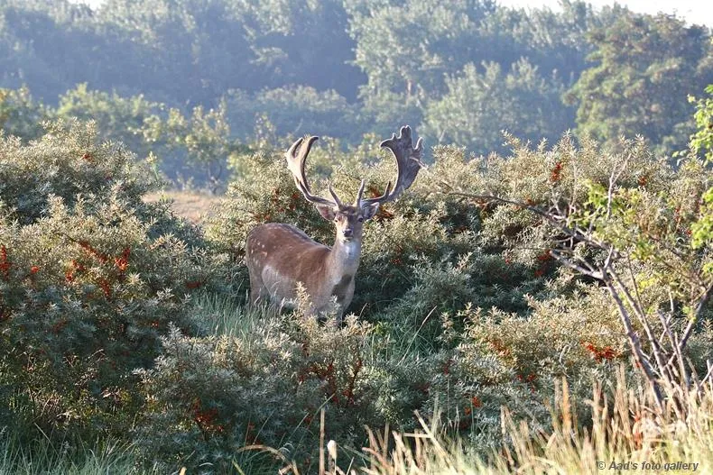 Camping Vogelenzang - image n°12 - UniversalBooking