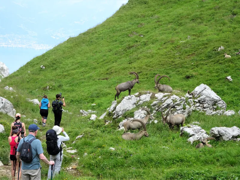 Séjour Randonnées Dans La Vallée Du Léman