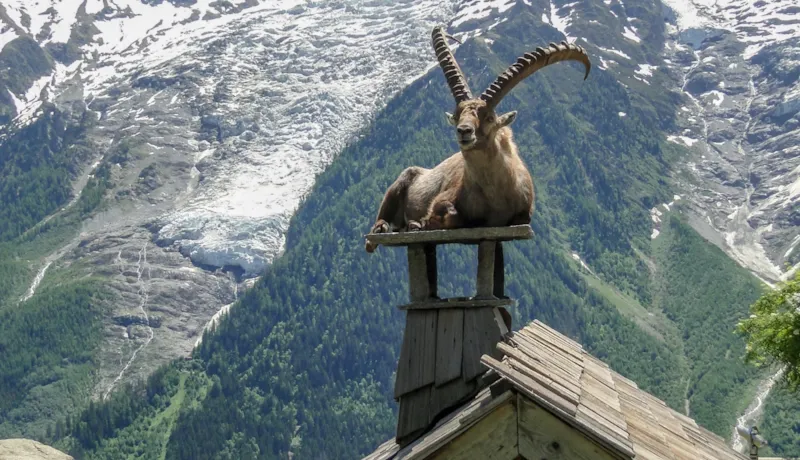 Séjour Féérique De Noël Dans Les Alpes Du Léman