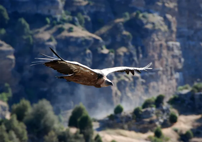 Séjour Randonnées Au Pays Des Vautours