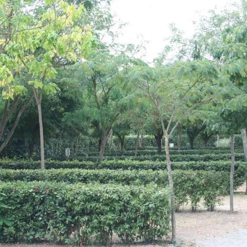 Emplacement (Tente Canadienne) + Électricité 6A