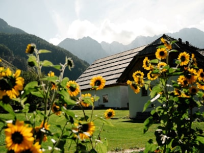 Senk's Homestead