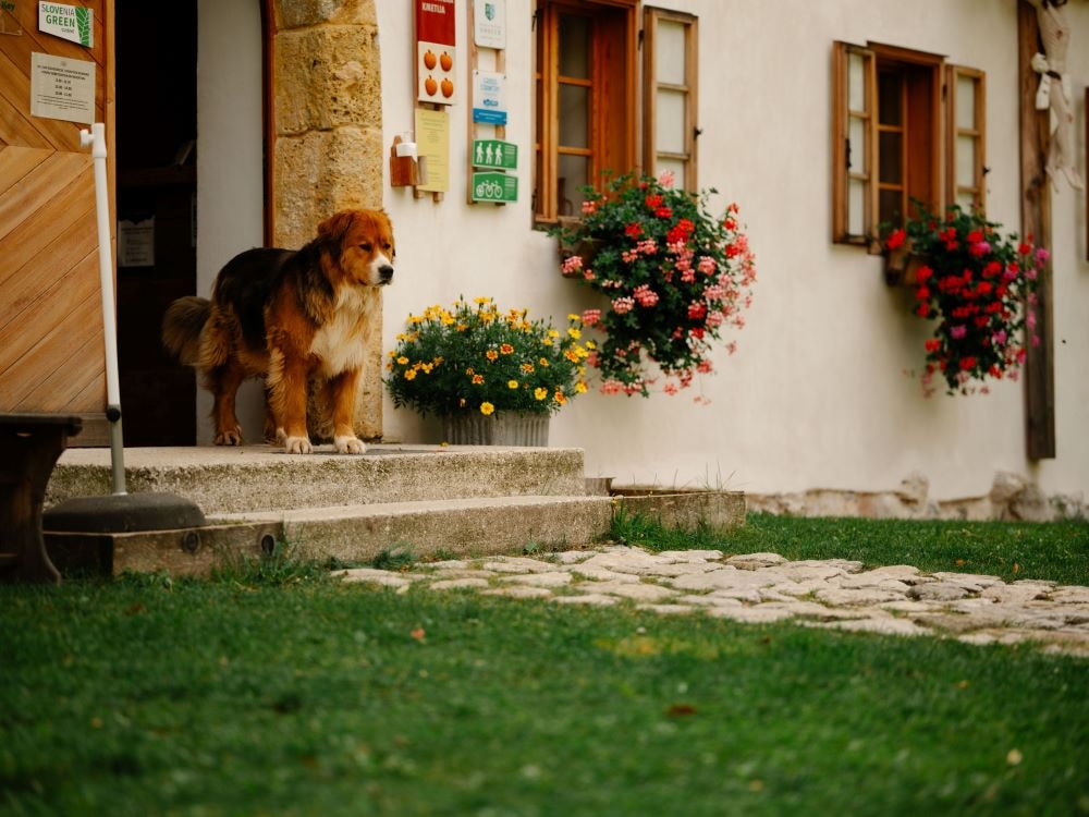 Senk's Homestead — Foto 7