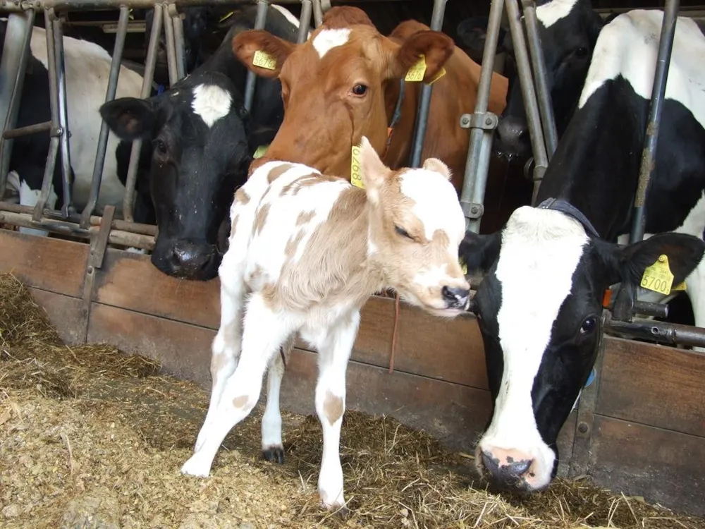 Natuurcamping De Boerderij - image n°5 - UniversalBooking