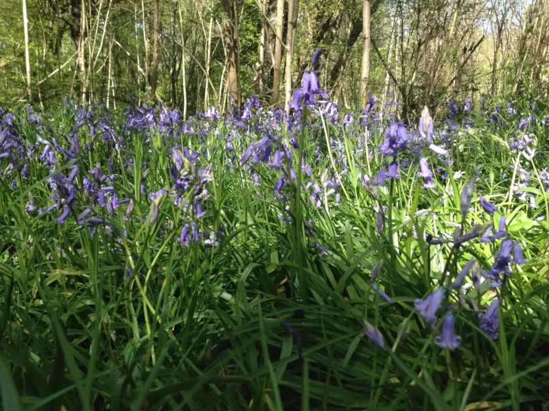 Emplacement Simple > (Eau / Sans Électricité)
