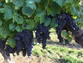 Les Bois de Prayssac