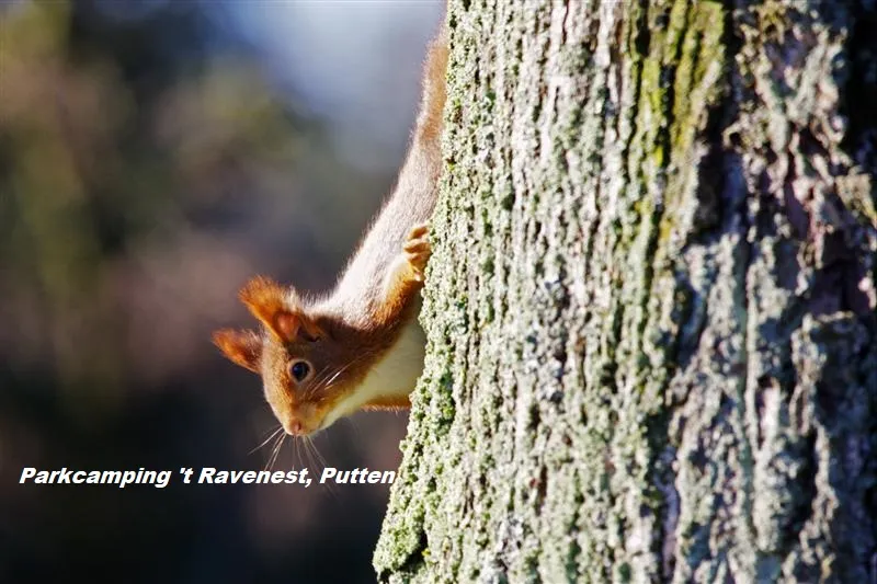 Parkcamping 't Ravenest