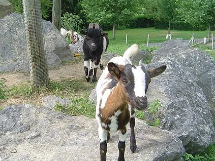 Camping la Ferme des 4 Chênes