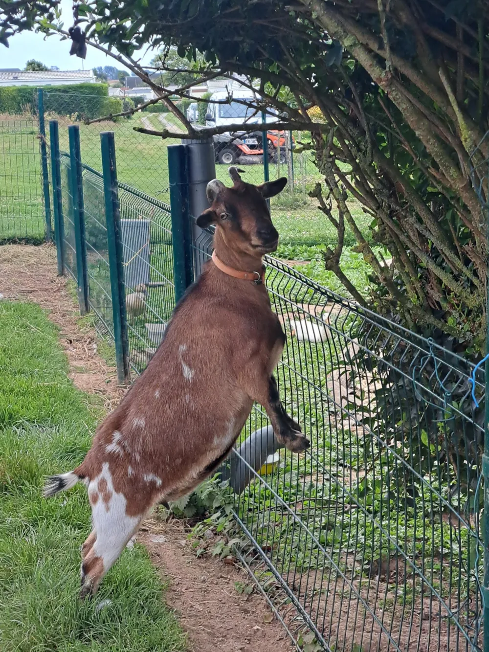 Camping Les Pommiers