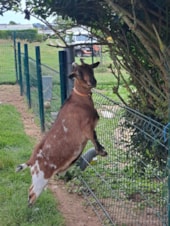 Camping Les Pommiers