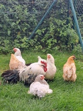 Camping Les Pommiers