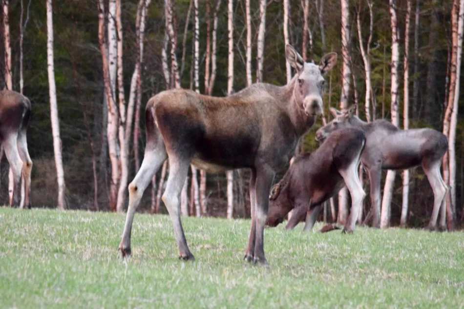 Kallsedets Camping & Stugor