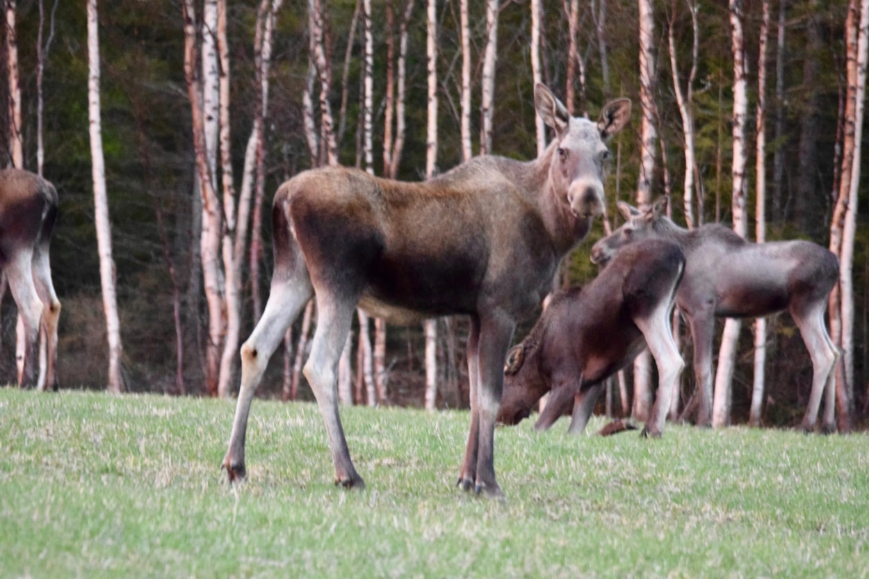 Kallsedets Camping & Stugor
