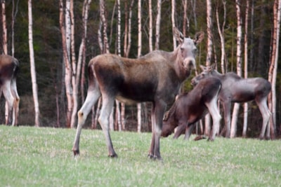 Kallsedets Camping & Stugor