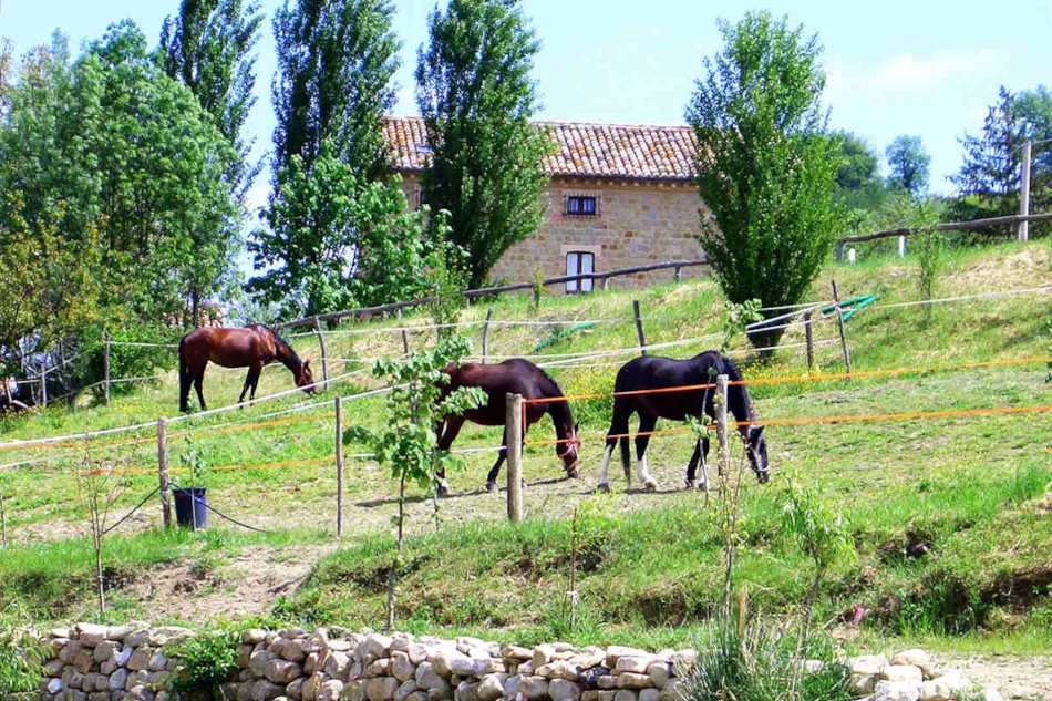 Mons Gibel Camping Park