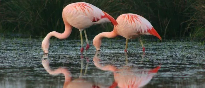 Camping Borken am See - image n°56 - UniversalBooking