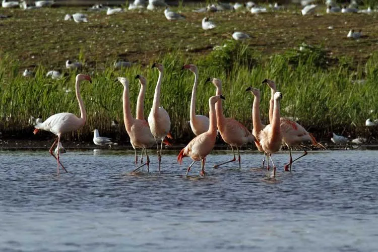 Camping Borken am See - image n°61 - UniversalBooking