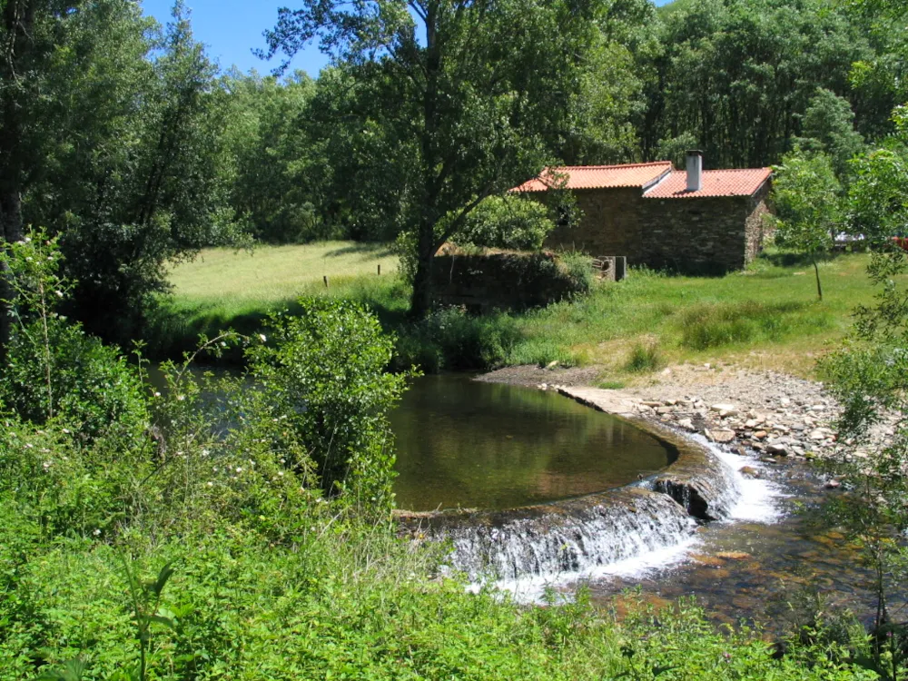 Cepo Verde