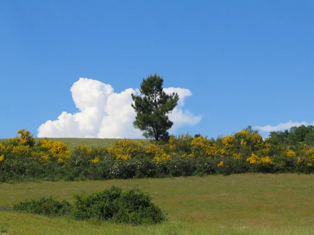 Cepo Verde