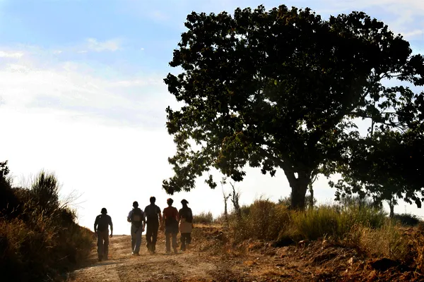 Cepo Verde