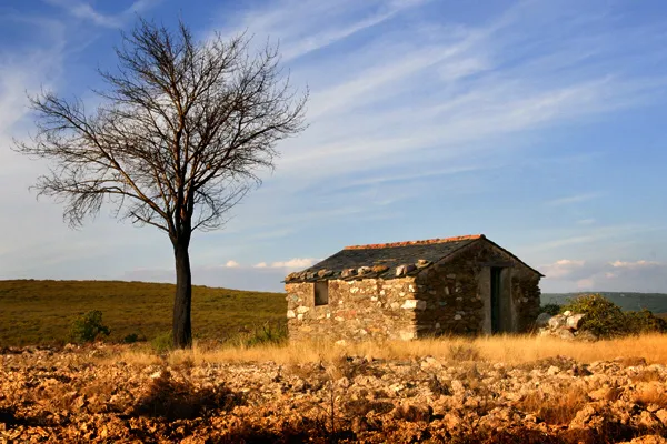 Cepo Verde