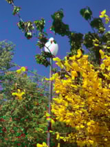 Foto #48 van Cepo Verde