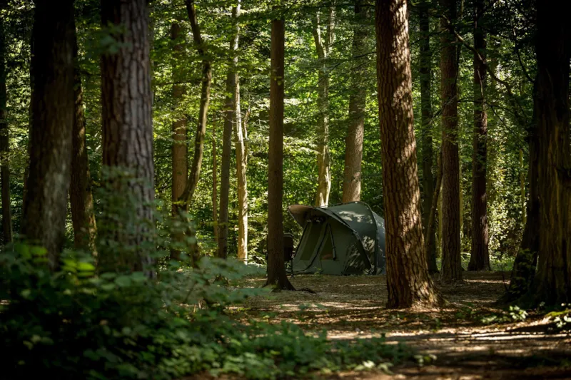 Moyen Emplacements Forestiers Pour Une Tente