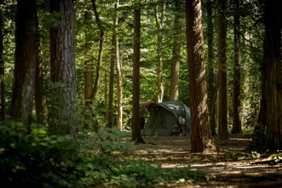 Medium pitch for a tent - Forest area