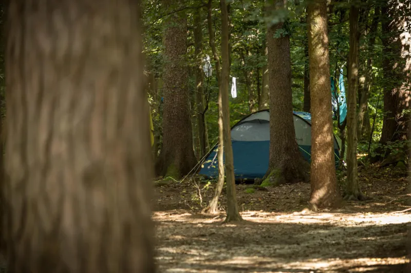 Moyen Emplacements Forestiers Pour Une Tente